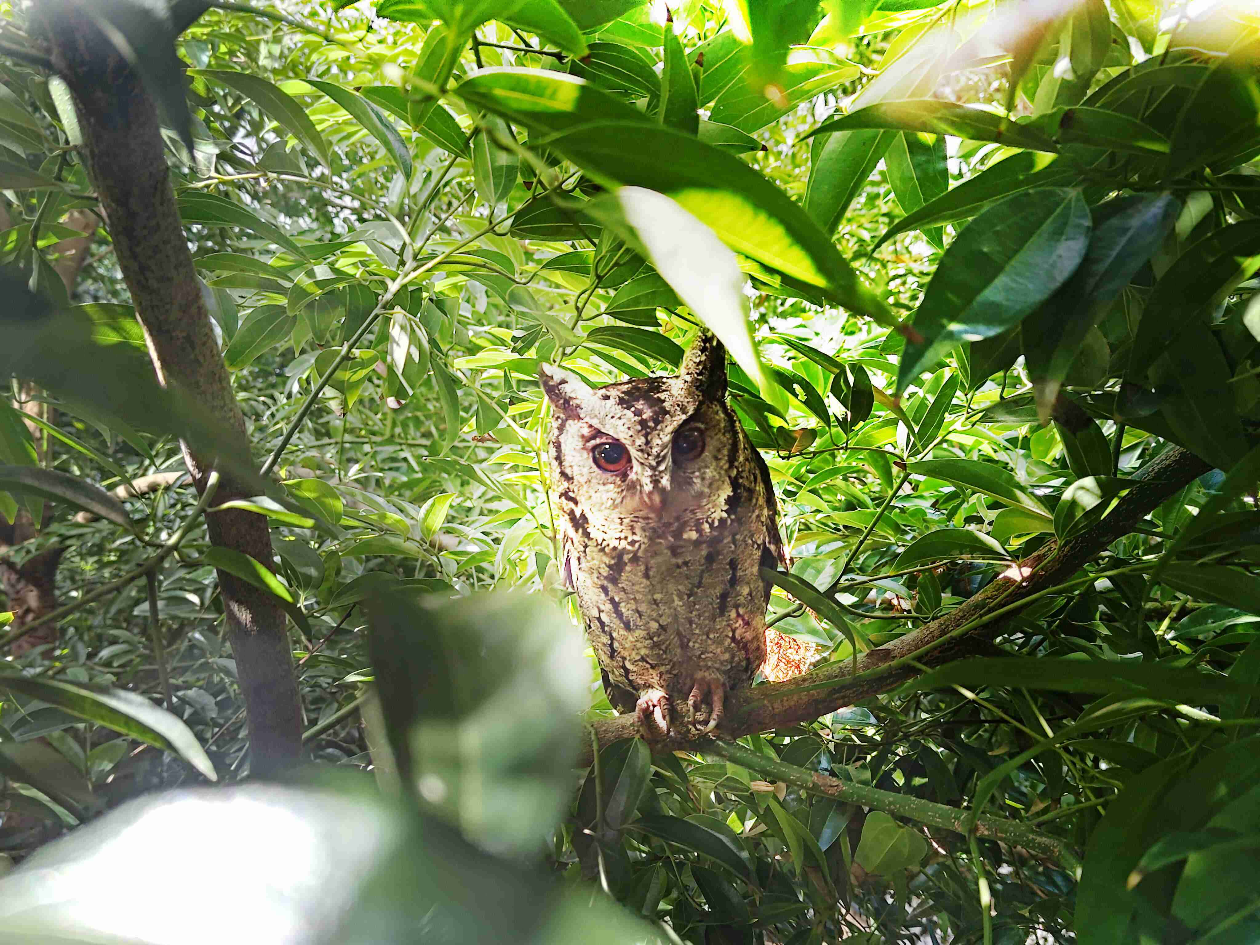 牛牛游戏致力提倡净零绿生活，，16年以来在全球各厂区植树逾百万棵，，，，造就各厂区树木蔚然成林，，，犹如森林工厂，，，成为许多生物的栖息地